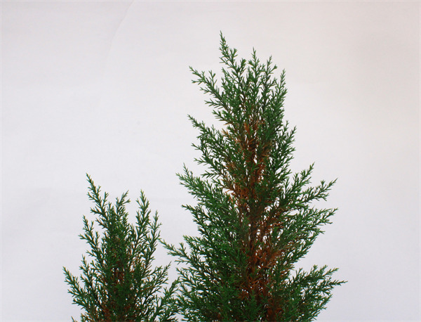 Pine Tree for Christmas Xmas Decorations.jpg